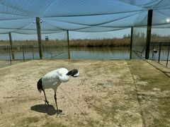 -盐城丹顶鹤湿地生态旅游区