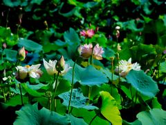 -莲花池公园