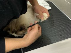 -叮叮猫咪生活馆