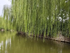 -南翠屏公园