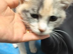 -乖乖宠物医院·猫科·骨科·24小时(云岗分院)