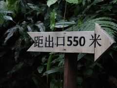 -西双版纳原始森林公园