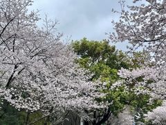 -武汉大学-樱园