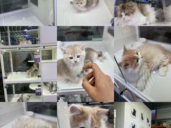 -小猫来了·猫舍(红山六九七九店)