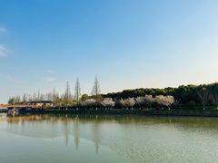 -高东镇樱花园