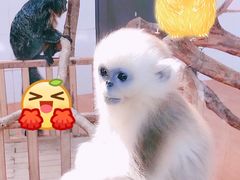 -上海野生动物园