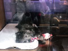 -FAELING PETS美天灵宠物(富力广场店)