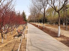 -大兴滨河森林公园