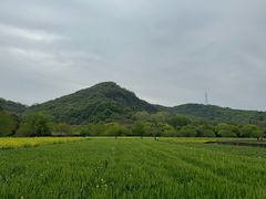 -八卦田遗址公园
