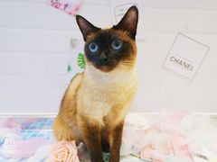 -Pets First伊珊娜洗护·精致美容·家庭式寄养(新会路店)