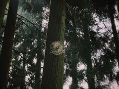 -武陵山森林公园