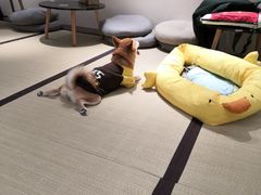 -逗柴咖啡屋·狗咖猫咖宠物桌游