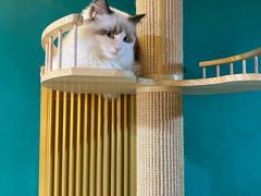 -猫十亿·布偶金渐层·曼基康矮脚猫舍(青年路店)