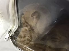 -拜鲁耶动物诊疗中心·宠家动物医院