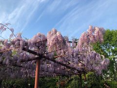-嘉定紫藤园