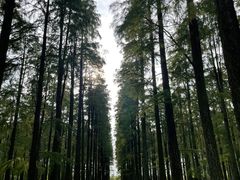 -渌洋湖湿地公园