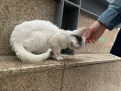 -佩兹宠物医院肿瘤专科·眼科·牙科(黄浦店)