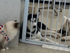 -共舞时光猫咖·狗咖(新街口店)