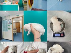 -博特宠物医院24h犬猫全科.骨科·异宠