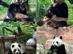 -广州长隆野生动物世界
