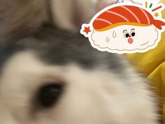 -Husky Go! 哈士奇体验馆·宠物咖啡厅狗咖