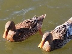 -野鸭湖国家湿地公园