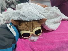 -美联众合动物医院·24h转诊中心