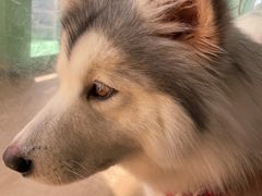 -Husky Go! 哈士奇体验馆·宠物咖啡厅狗咖