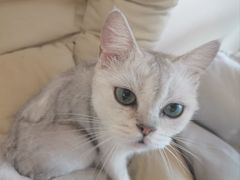 -唐小姐の私宠·宠物洗护美容·撸猫馆·购宠(周浦万达旗舰店)