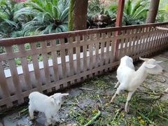 -南汇桃花村