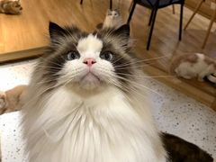 -滚猫咖啡·猫咖·猫友好撸猫(未来城店)