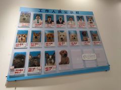 -Let's go狗咖·猫咖·奶狗·桌游(春熙路IFS店)
