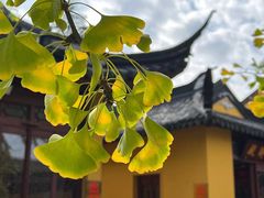 -金泽古镇