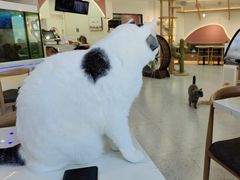 -喵园·猫主题咖啡厅·撸猫·猫咖(国贸店)