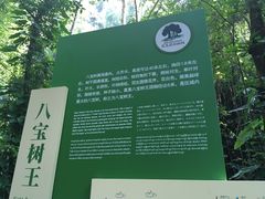 -莫里热带雨林景区