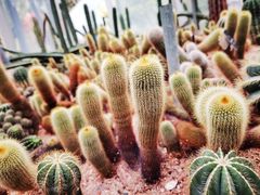 -深圳仙湖植物园