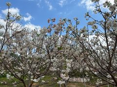 -天适樱花悠乐园