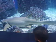 -烟台海昌鲸鲨海洋公园