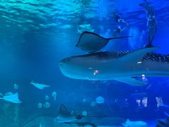-烟台海昌鲸鲨海洋公园