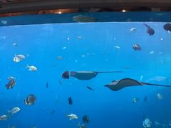 -瑞德姆美人鱼海底演艺主题餐厅(亚龙湾店)