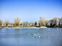 -盐城丹顶鹤湿地生态旅游区