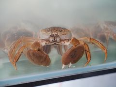 -火福·天湖阁大闸蟹博物馆主题餐厅(浅水湾店)
