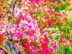 -深圳国际园林花卉博览园