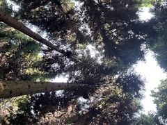 -武陵山森林公园