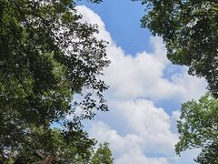 -上海佘山国家森林公园天马山园