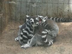 -昆明动物园