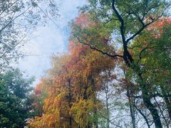 -荔枝公园(福田区)