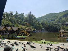 -西双版纳原始森林公园