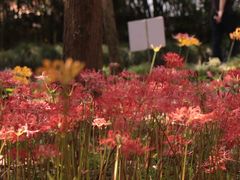 -杭州植物园