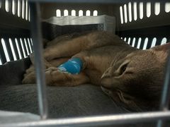 -纳吉亚猫专科动物诊疗中心(蒋宅口分院)